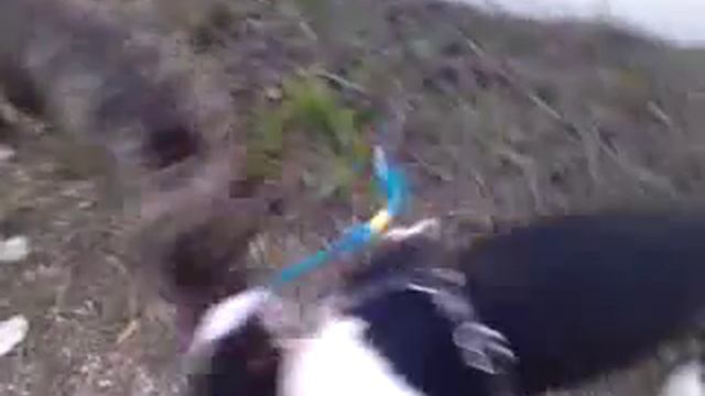 jugando dana y atila смотреть онлайн