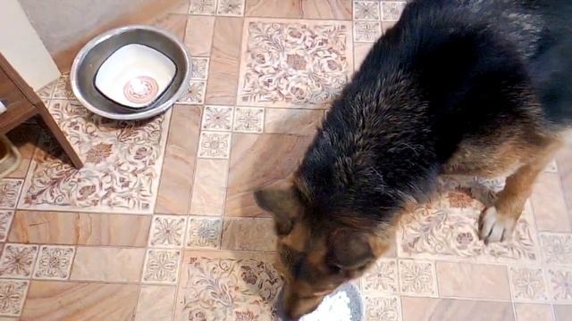 Едят ли коты творог