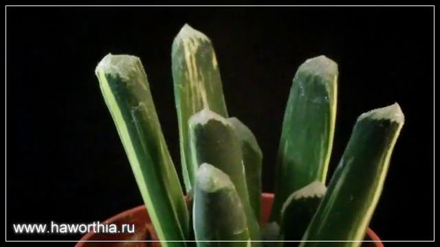 Haworthia maughanii variegata смотреть онлайн