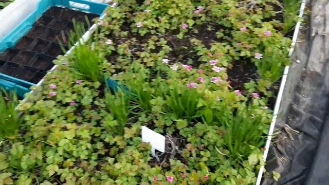 КНЯЖЕНИКА ЯГОДА- ПОЛЕНИКА -МАЛИНА АРКТИЧЕСКАЯ. ПЕРЕСОРТИЦА? смотреть онлайн