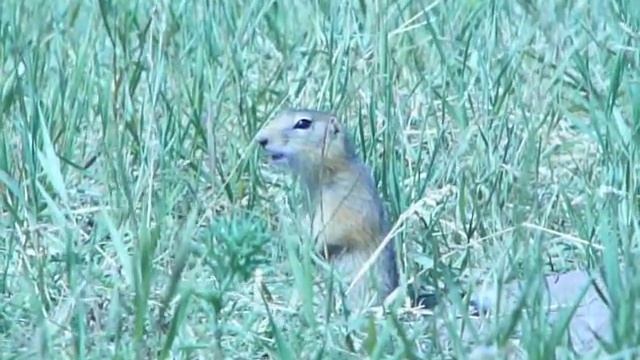 Суслик Прикольно делает !!! смотреть онлайн