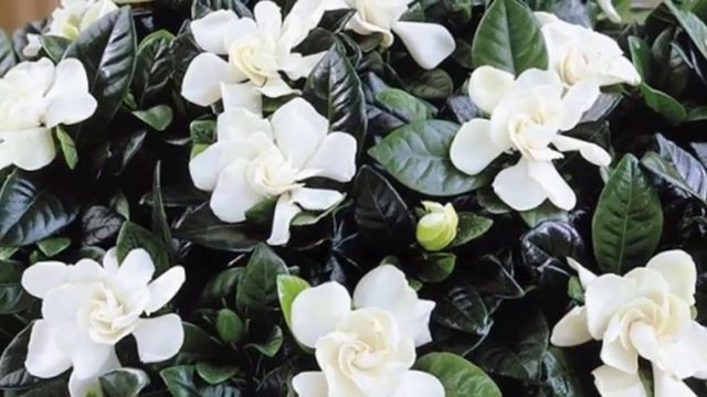 Как правильно выбрать Гардению в магазине. Что делать с цветком после покупки. смотреть онлайн