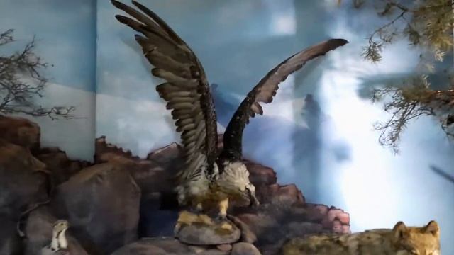 Алматы музей смотреть онлайн