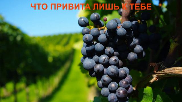 Виноградная Лоза 7 смотреть онлайн