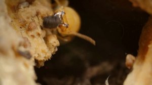 ТЕРМИТЫ - РАЗРУШИТЕЛИ || ЖИВАЯ ЗЕМЛЯ ©