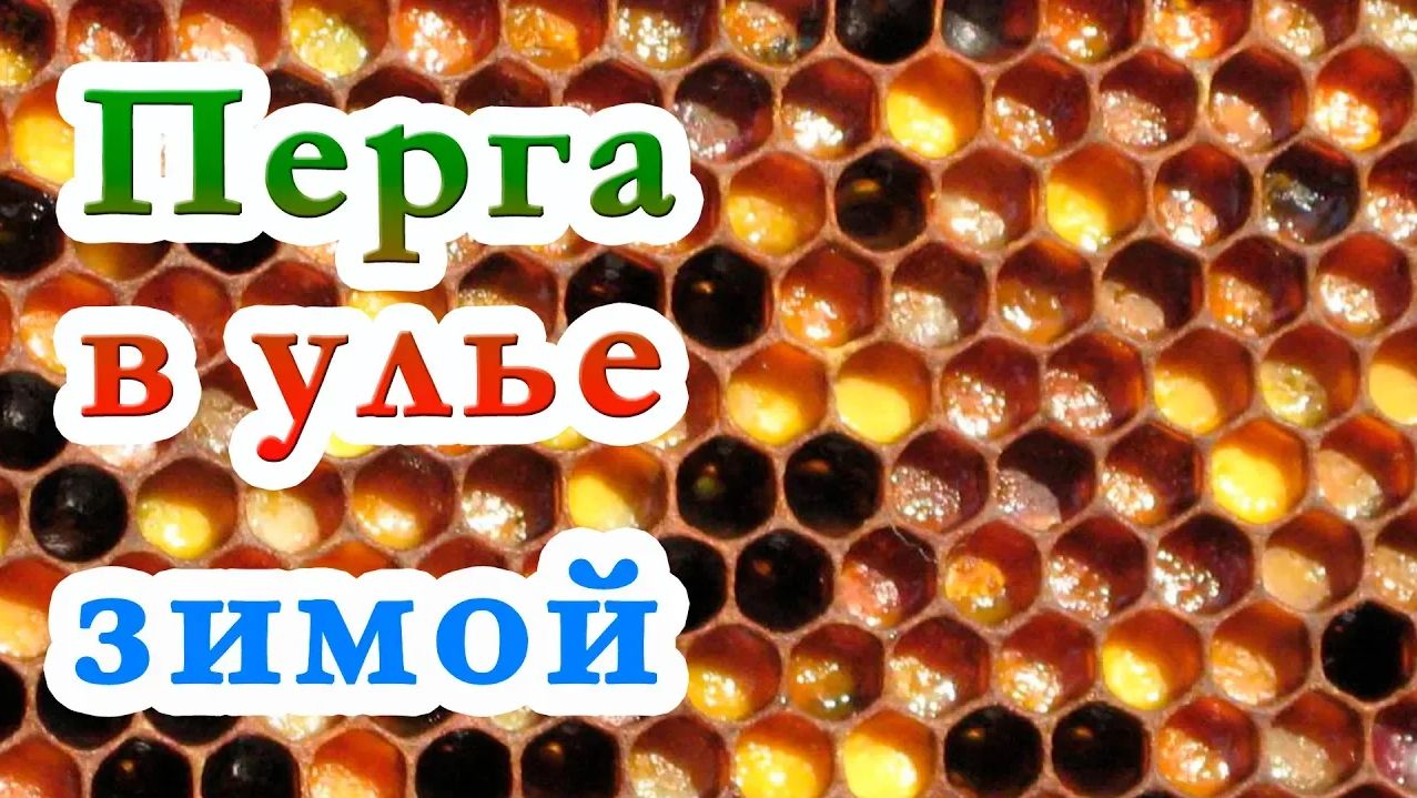 ПЕРГА В УЛЬЯХ НА ЗИМУ. НУЖНО ЛИ ОСТАВЛЯТЬ ПЕРГУ В ЗИМУЮЩЕМ УЛЬЕ