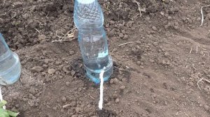 Капельный полив из бутылки - равномерный полив 30 дней