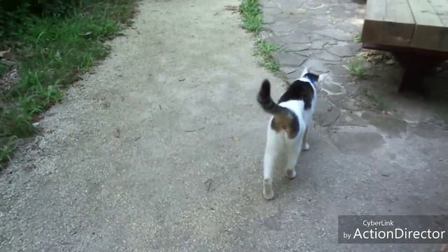 Cat Souls (ΦωΦ)@10 смотреть онлайн