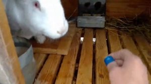 Крольчиха не кролится  Почему  Мои наблюдения