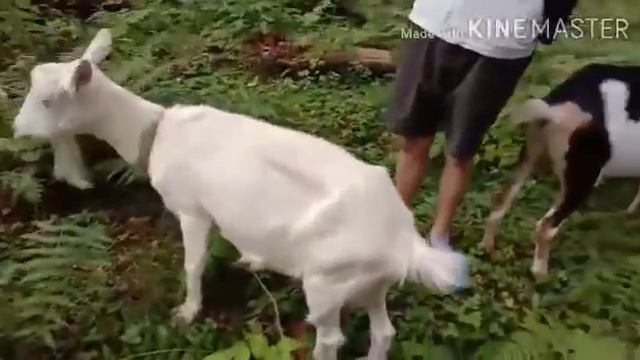 Где теперь гуляем с козами.Кабан устраивает побеги. смотреть онлайн