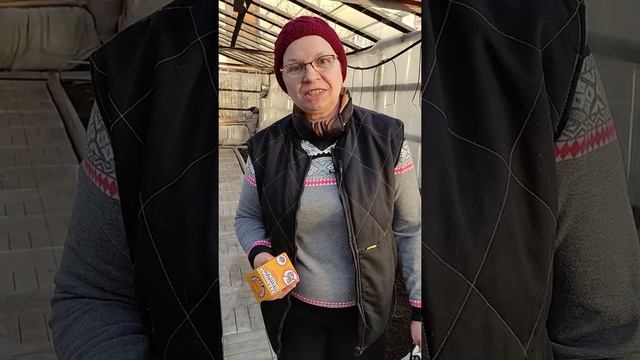 #SHORTS Борьба с вредителями в теплице. Обработка табачной шашкой. смотреть онлайн