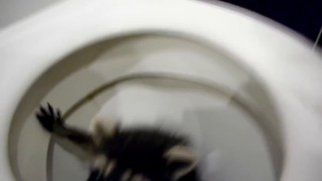 Енота выбросили на помойку, а спустя год он смотреть онлайн