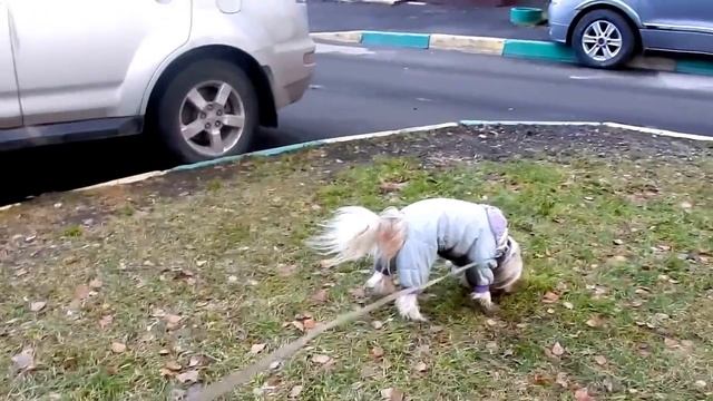 Как собаку Сёму сносит сильный ветер смотреть онлайн