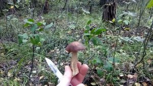 Прогулка по лесу....mp4