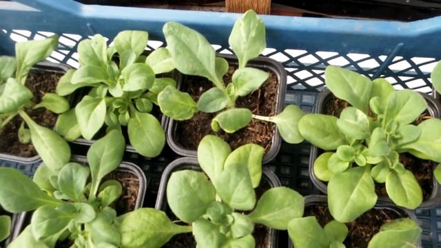 Как выглядит вирус на петунии!!!