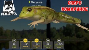 ТРОФЕЙНАЯ ЛЯГУШКА И УКЛЕЙКА НА КОМАРИНОМ НА МАХ В РУССКОЙ РЫБАЛКЕ 4 РР4