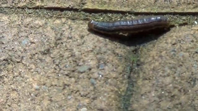 Sony Handycam HDR CX-190 Test Zoom (Full HD 1080P) смотреть онлайн