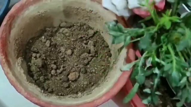 How to grow and care Gazania Plant || Spring and Summer flowering plant || Easy care for more flowe смотреть онлайн