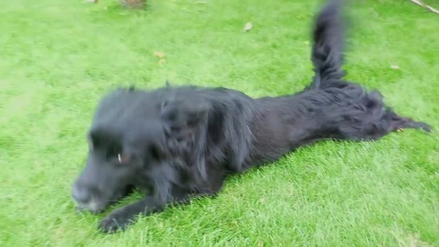 ПРИВЕТ СОСЕД hello Neighbor смотреть онлайн