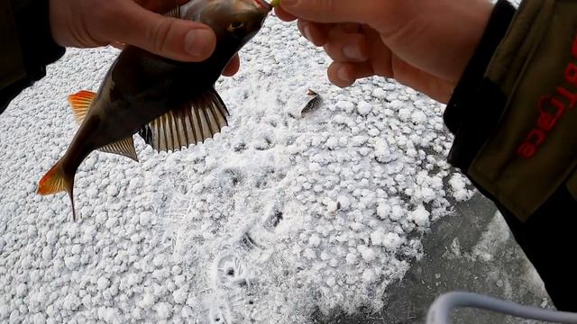Карельский первый лёд. Зимняя рыбалка на окуня. Жерлицы 2022- 23.