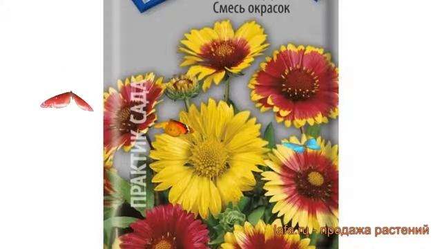 Гайлардия обыкновенный Яшма (yashma) ? гайлардия Яшма обзор: как сажать семена гайлардии Яшма смотреть онлайн