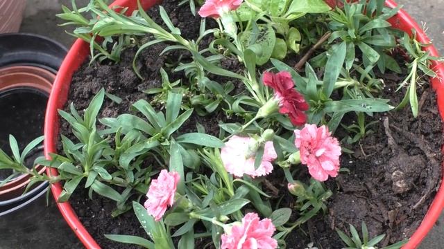 Обзор ЦВЕТОВ Из СЕМЯН. Мои цветы. смотреть онлайн