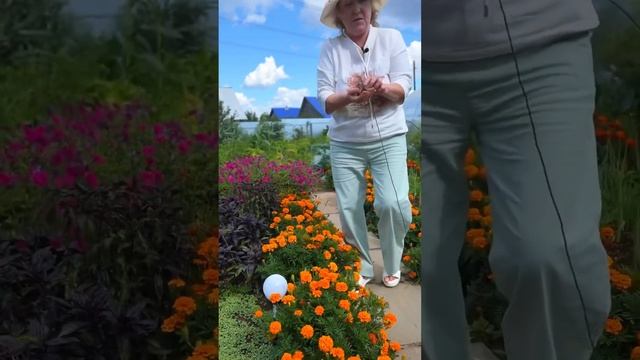 Как посадить бархатцы на своём участке? #дача #огород #сад смотреть онлайн