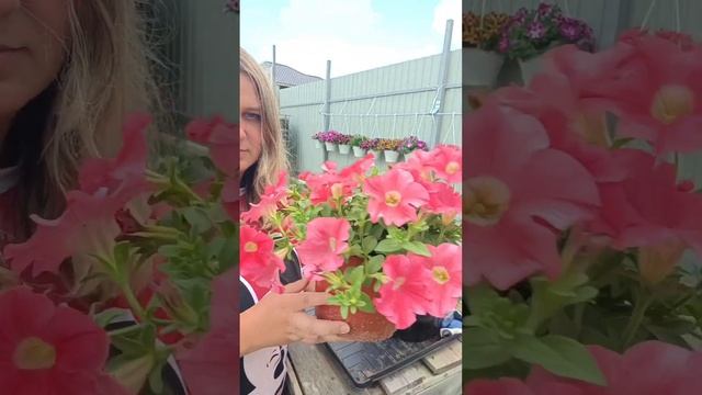 Вегетативная петуния! Эксперемент! Сортосерия Фанфаре #петунья #ампельнаяпетуния #сад #петуния смотреть онлайн