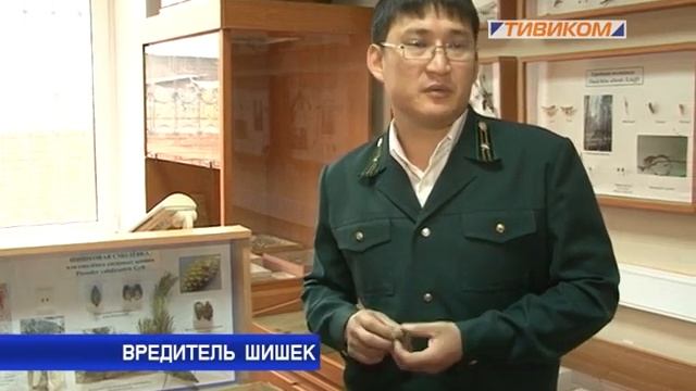 Вредитель шишек смотреть онлайн