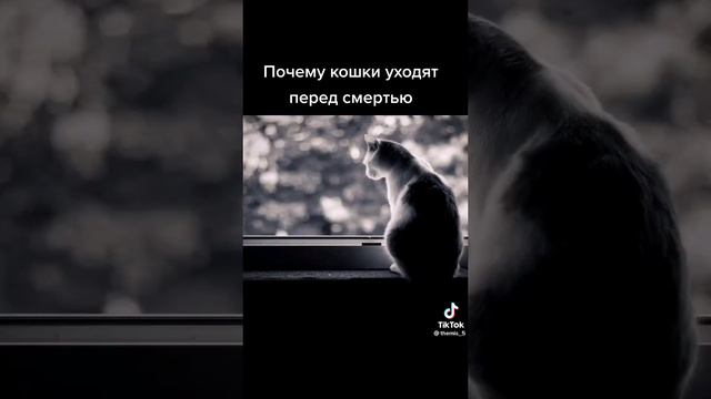 Они не хотят причинять нам боль но мы им причиняем! и не ценим их! Животные стали человечнее нас! смотреть онлайн