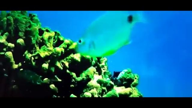 Суды Божьи! Китай, Америка, Россия! 215-й День Поста! смотреть онлайн