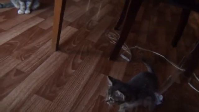 Маленький,глупенький и игривый котенок по кличке Мелкий смотреть онлайн