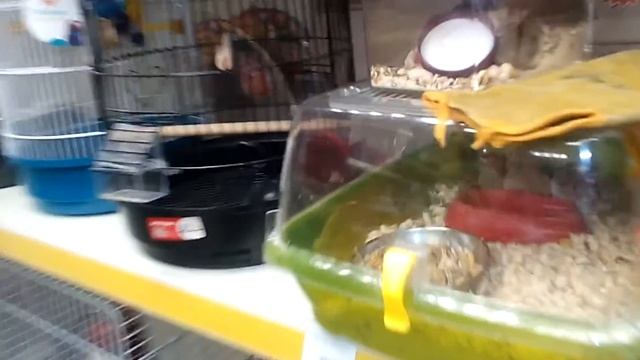 Поход в зоомагазин. Выбираем хомяка смотреть онлайн