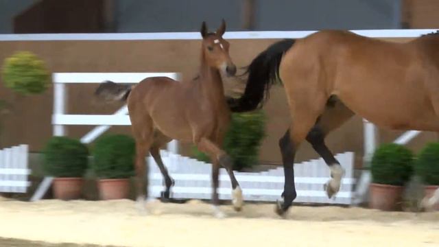 Katalog 32 - 2. Internat Fohlenauktion 2014 der Hengststation Hell und des Stalles Björn Nagel смотреть онлайн