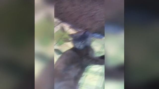 Тишка дрыхнет как сурок смотреть онлайн