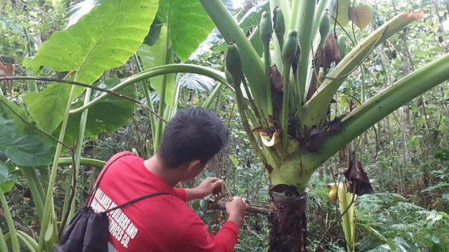 huli sa trap yellow-vented bulbul смотреть онлайн