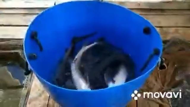 Осетр Ольгово. Рыбалка. смотреть онлайн