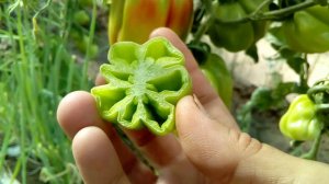 Интересный сорт томата