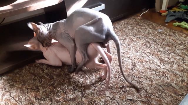 Удачная первая вязка донских сфинксов Лея Органа смотреть онлайн