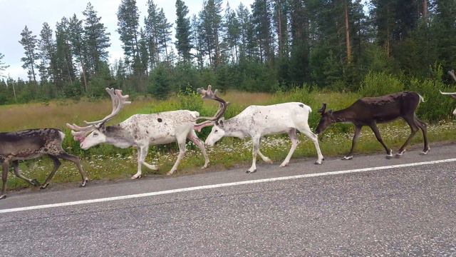 Олени в Норвегии смотреть онлайн