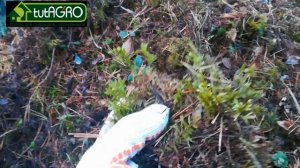 Идём в лес за... МХОМ! Бесценное богатство для сада и огорода.