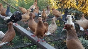 Почему американские голуби -кормилки  плохо кормят голубят?