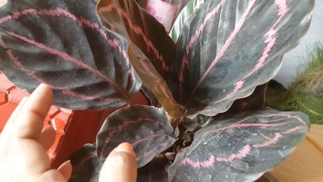 312.कलाथिया रोज़ियोपिक्टा के बारे में जानकारी/ Beautiful indoor plant Calathea Roseopicta смотреть онлайн