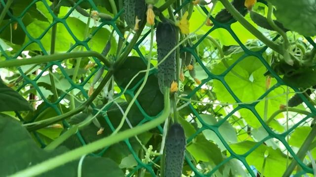 ЖЕЛТЕЮТ ЛИСТЬЯ НА ОГУРЦАХ, ЛУЧШЕЕ СРЕДСТВО ОТ ПОЖЕЛТЕНИЯ ВСЕГДА ПОД РУКОЙ смотреть онлайн