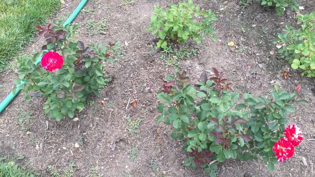 Maurice Utrillo Shrub Rose смотреть онлайн