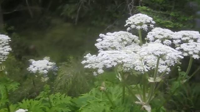 12' Tall Flower Stalks in my garden смотреть онлайн