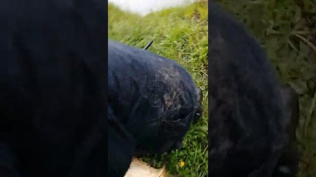 Рыбалка в д Острога. Каширского района смотреть онлайн