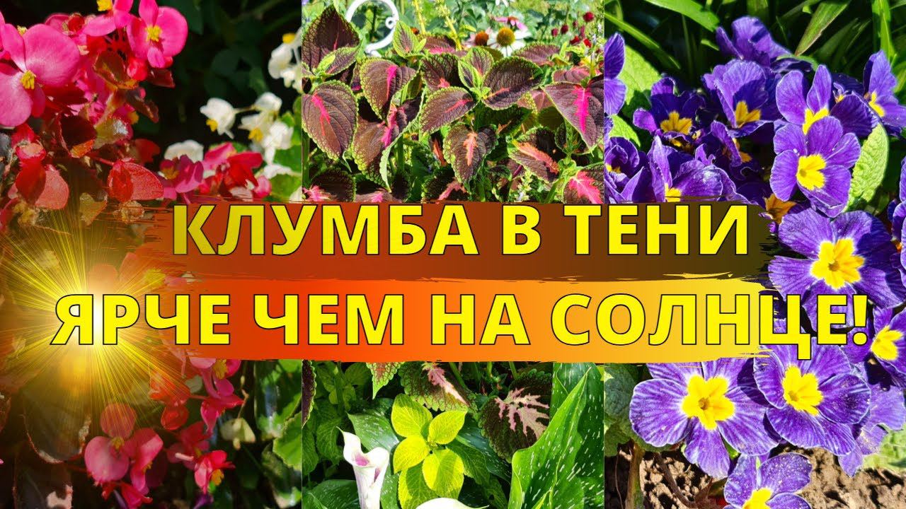 Клумба В ТЕНИ? Просто ПОСАДИТЕ ЭТИ ЦВЕТЫ и она СТАНЕТ ЯРЧЕ, чем на солнце смотреть онлайн