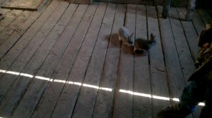 РАЗВЕДЕНИЕ КРОЛИКОВ С НУЛЯ. САМОЕ ВЫГОДНОЕ СОДЕРЖАНИЕ