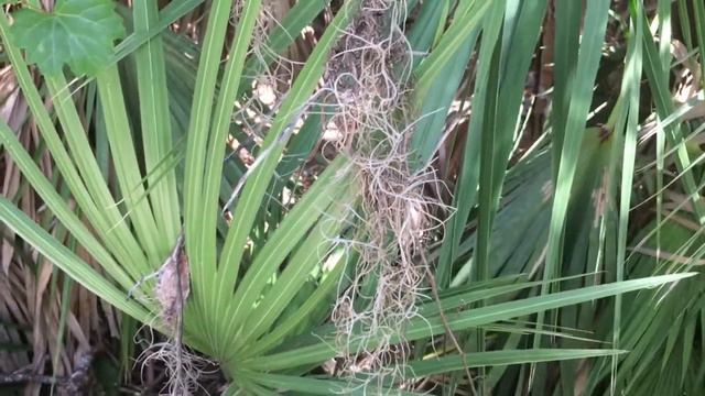 Calusa Nature Moments - Air Plants